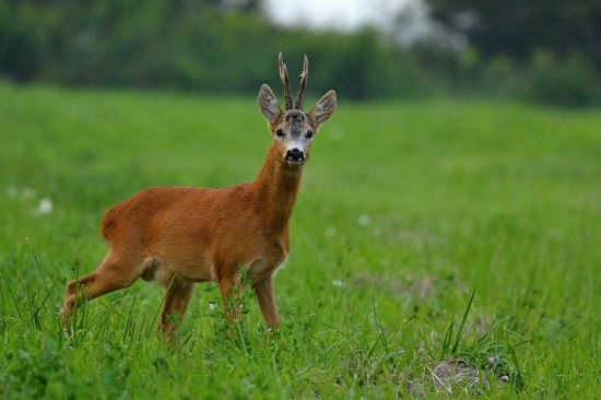 Strážil teritorium.
