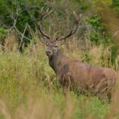 Už to začína mať nádych ruje