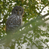 Podvečerné prekvapenie