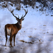 Podevečerný krásavec