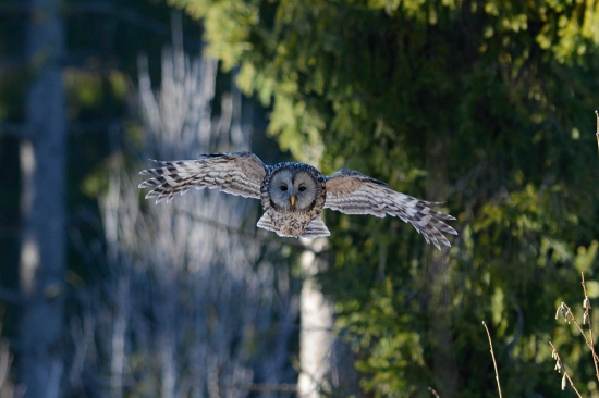 Strix uralensis