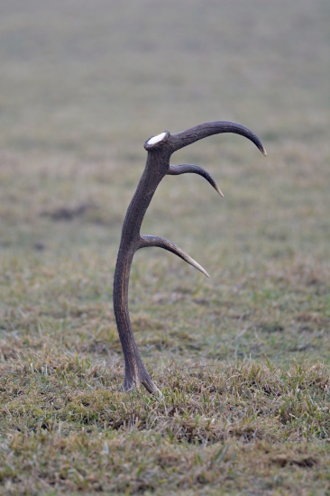 Takto nájdený v strede lúky