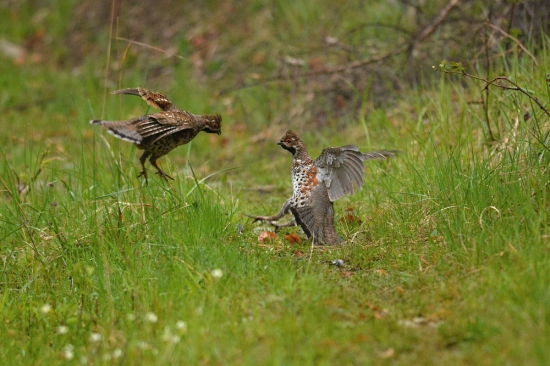 Súboj o teritórium