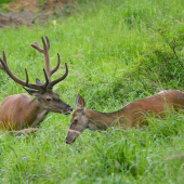 Jeleň a jelenica