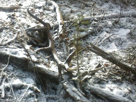 14-torak 2,10Kg nasol moj brat