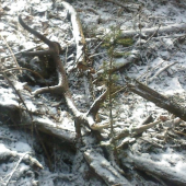 14-torak 2,10Kg nasol moj brat