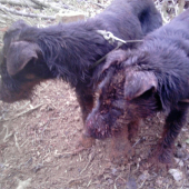 jagosi po tomako vyhnali jazveca parada