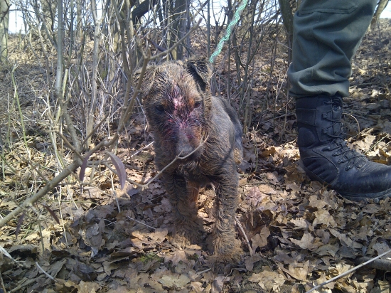 uz sliepky brat nebude