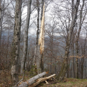 Ako zápalky lámu sa stromy