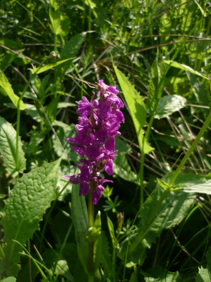 Vstavačovec bazový chránený druh