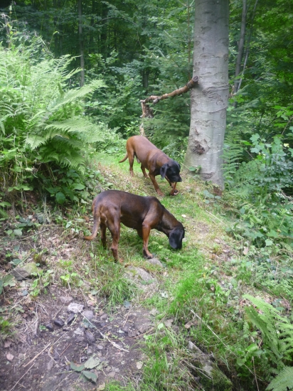 Je to krásne plemeno Brita a Jago