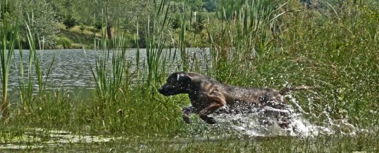 A že čo má farbiar v lete najradšej