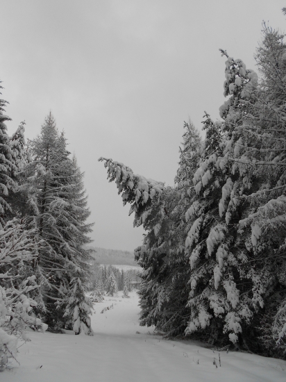 Keď strom nevládze