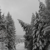 Keď strom nevládze