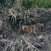 Keď mama behá za srncom