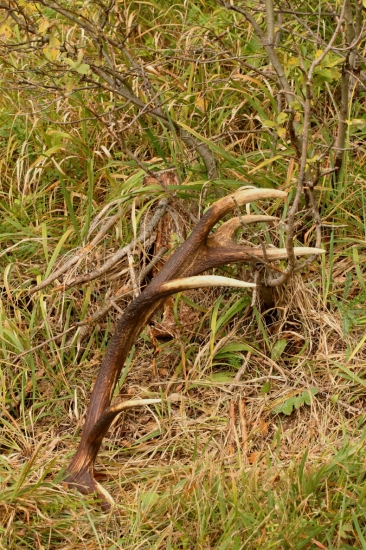 Nájdený počas ruje