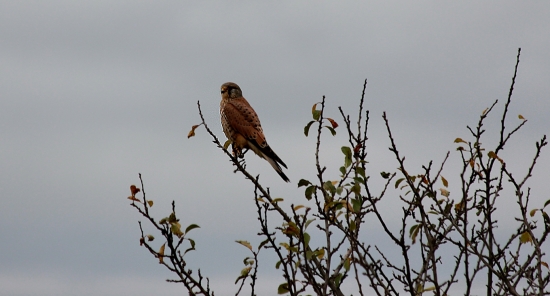 Falco tinnunculus