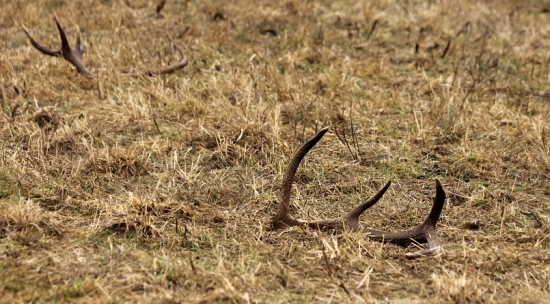 Veľkofatranská pára