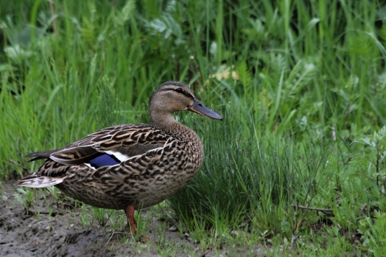 Anas platyrhynchos