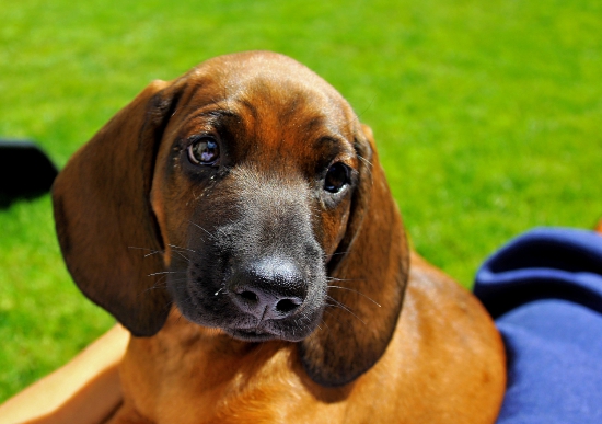 Hero z Púčikovho dvora