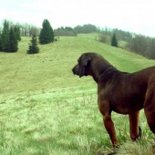 Baroo