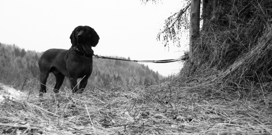 Neunavitelne plemeno