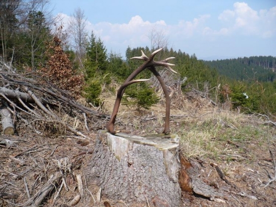 náhoda na rúbanisku, štrnásťtorák, dvanásťtorák