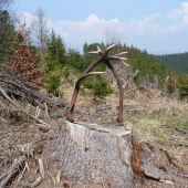 náhoda na rúbanisku, štrnásťtorák, dvanásťtorák