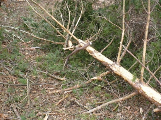 radosť najsť takto zhodený paroh