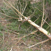 radosť najsť takto zhodený paroh