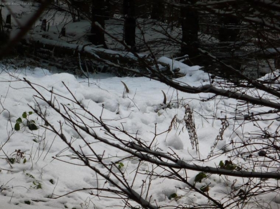 takto ma včera prekvapil osmoráčik