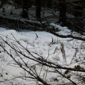 takto ma včera prekvapil osmoráčik