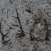 dnes som skoro v mladine odpadol