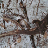 aj jeden takýto tam ležal