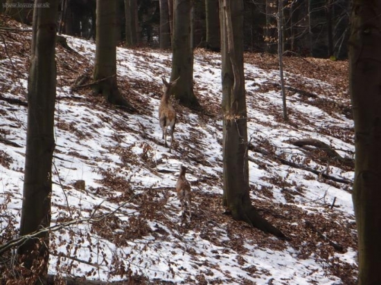 špicák s muflonkou ešte raz