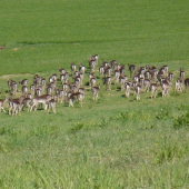 kto nemôže zaspať nech ich poráta