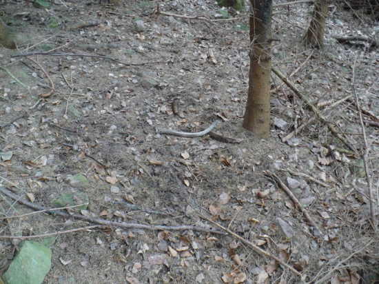 huby son nenašiel, ale špicáka áno