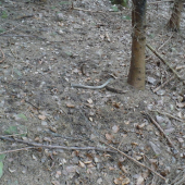 huby son nenašiel, ale špicáka áno