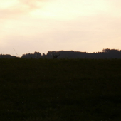 z lucerky rašia parohy