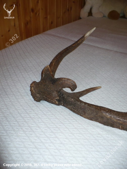 rarita detail