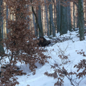 diviačik