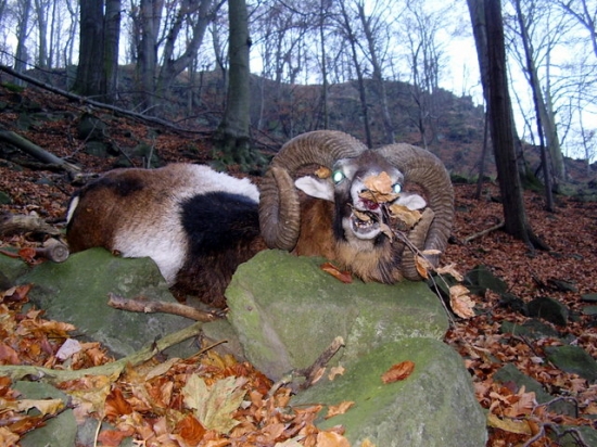 V sebuzínských hmlách