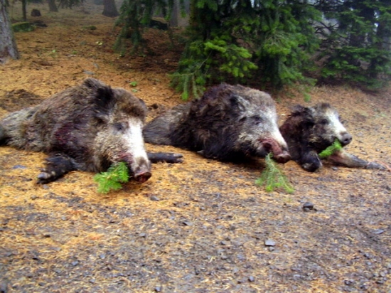 Další mlhavé ráno