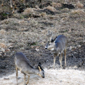 Trochu lepší srnec