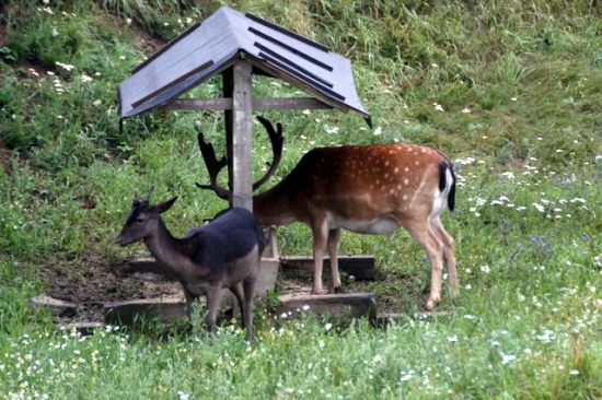 V dobré výživné kondici