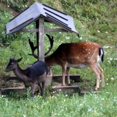 V dobré výživné kondici