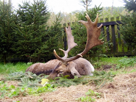 Česko-slovenské přátelství