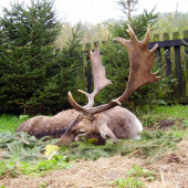 Česko-slovenské přátelství