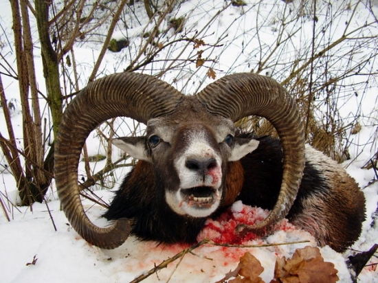 MUFLON