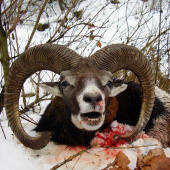 MUFLON
